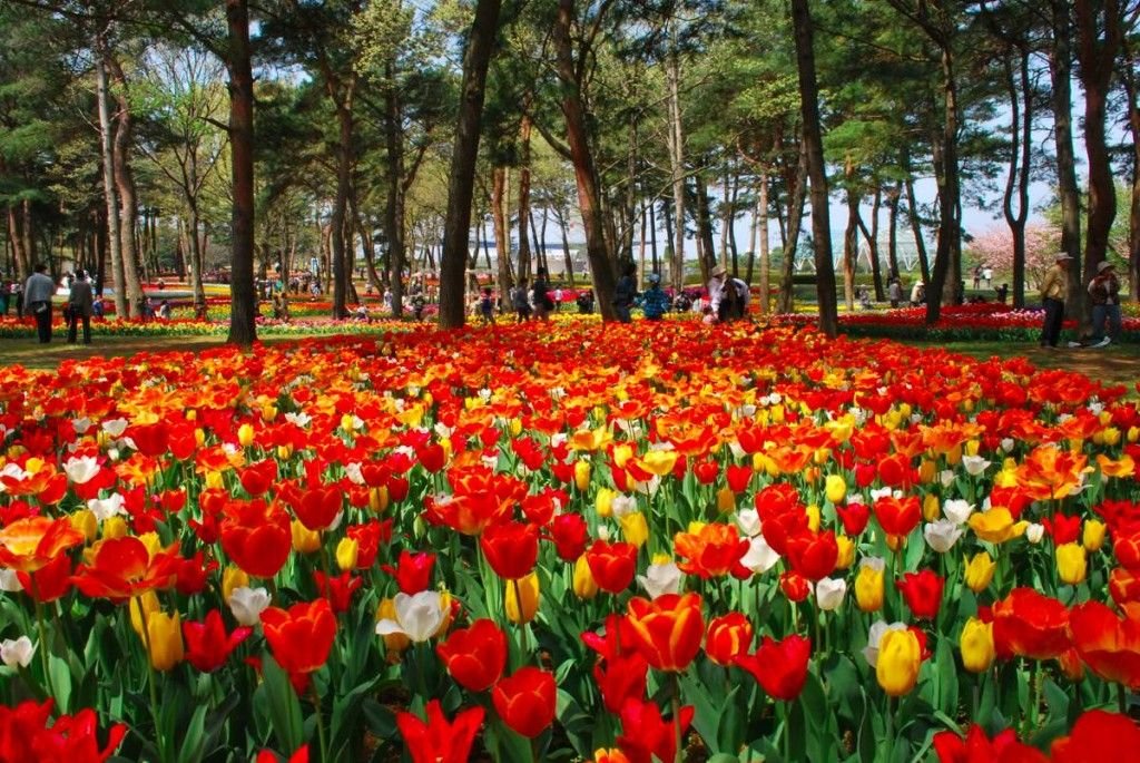 Bunga Tulip di Hitachi Seaside Park Akhir April