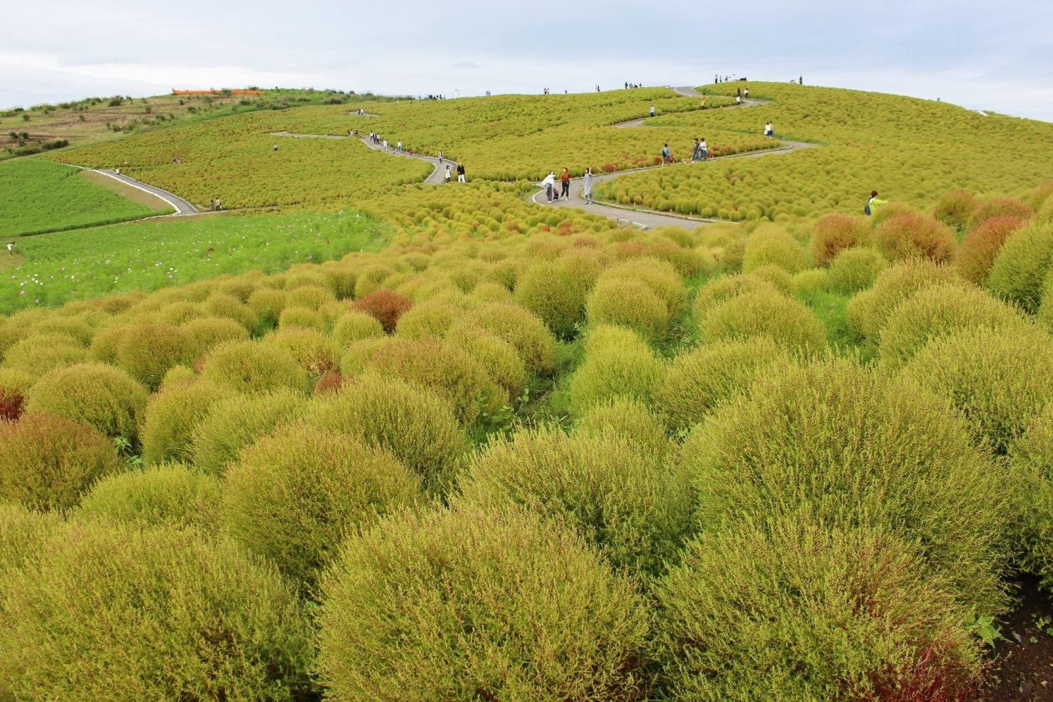Bunga kochia di Hitachi Seaside Park Agustus