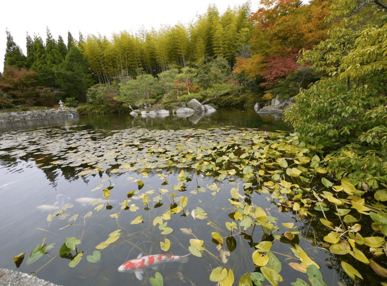 Ikan Koi di Kolam Senkeien Garden Yokohama