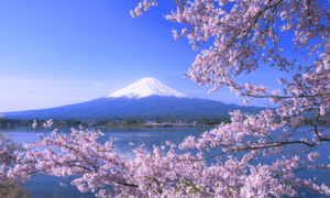 Paket wisata jepang sakura