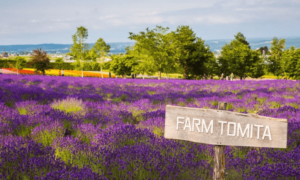 Farm Tomita Hokkaido