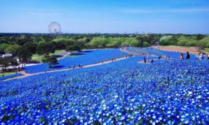 Hitachi Seaside Park Jepang, Indahnya Surga Bunga di Ibaraki