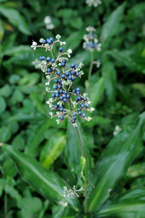 Pollia Japonica