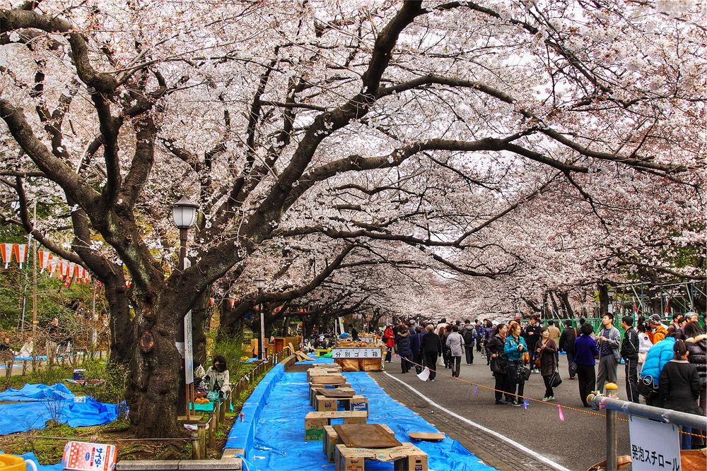 Sakura di Ueno Park