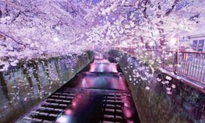 Paket Tour Ke Jepang 4 Hari 3 Malam Mei Musim Semi (Spring) 2018