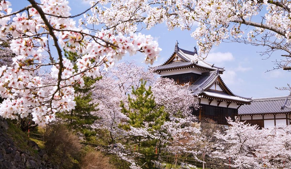 Paket Tour Ke Jepang 3 Hari 2 Malam April Musim Semi (Spring)