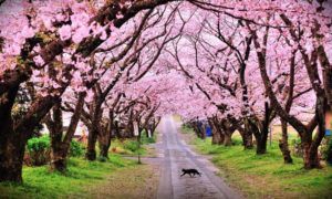 Paket Tour Ke Jepang 3 Hari 2 Malam Maret Musim Semi (Spring) 2019