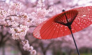 Paket Tour Ke Jepang 3 Hari 2 Malam Mei Musim Semi (Spring)