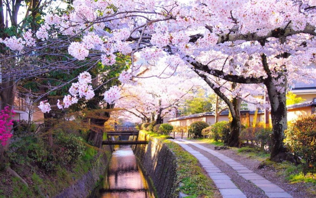 Paket Wisata Tour ke Jepang 6 Hari 5 Malam Maret / Musim Semi (Spring