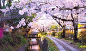 Paket Wisata Tour ke Jepang 6 Hari 5 Malam Maret Musim Semi (Spring) 2019