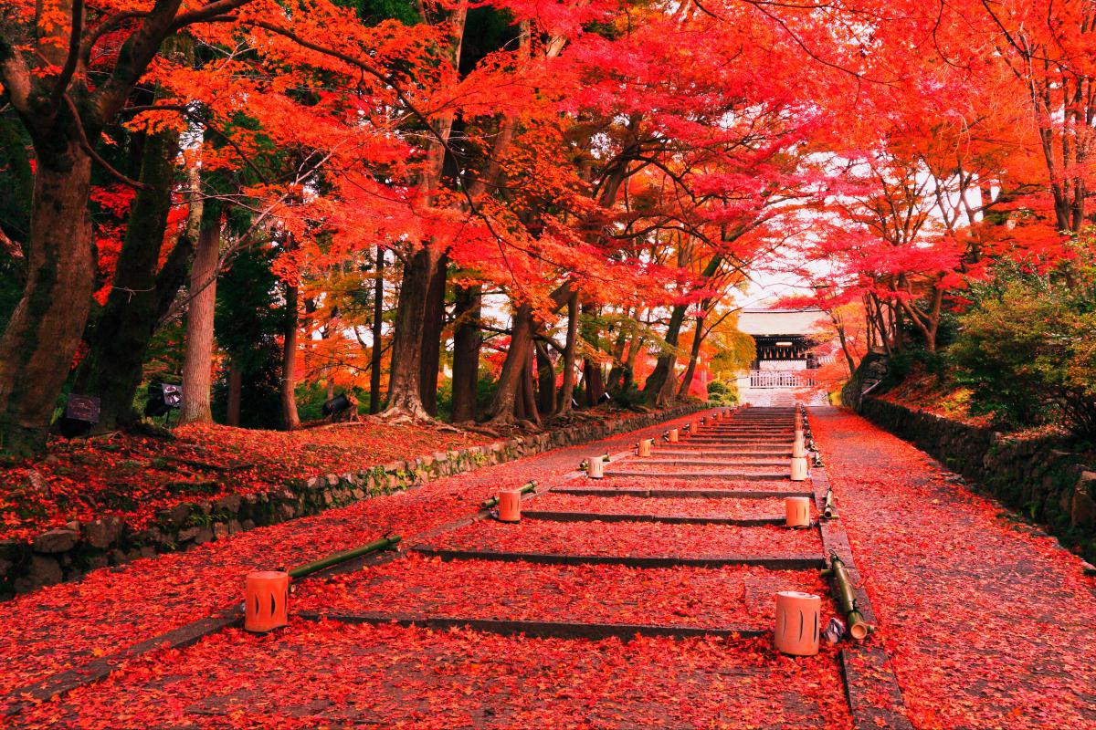 Paket Tour Jepang Autumn Musim Gugur