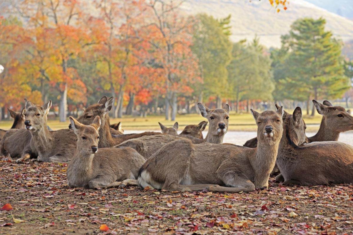 Nara Park, Wisata ke Rumah Ratusan Rusa di Jepang