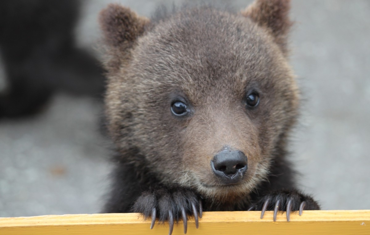 Showa Shinzan Bear Ranch Hokkaido, Lebih Dari 100 Beruang Cokelat Ada Di Sini
