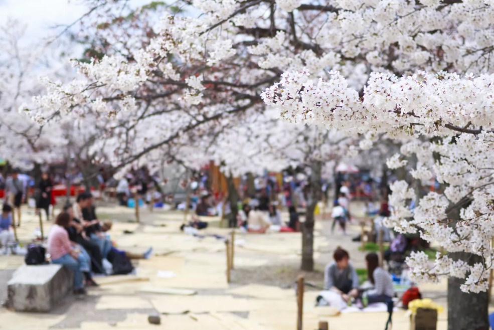 Tentang Festival Bunga Sakura Di Jepang