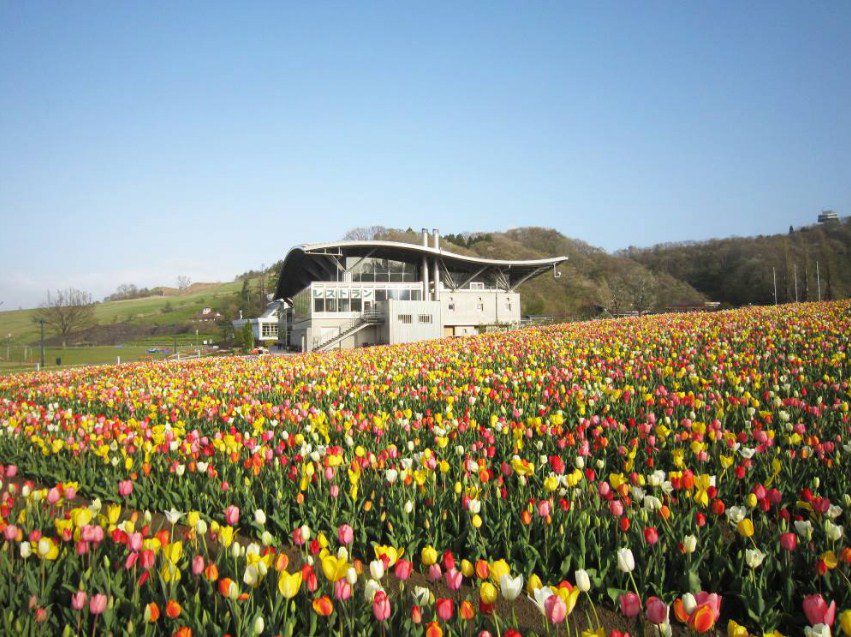 Festival Tulip Taman Hillside Echigo