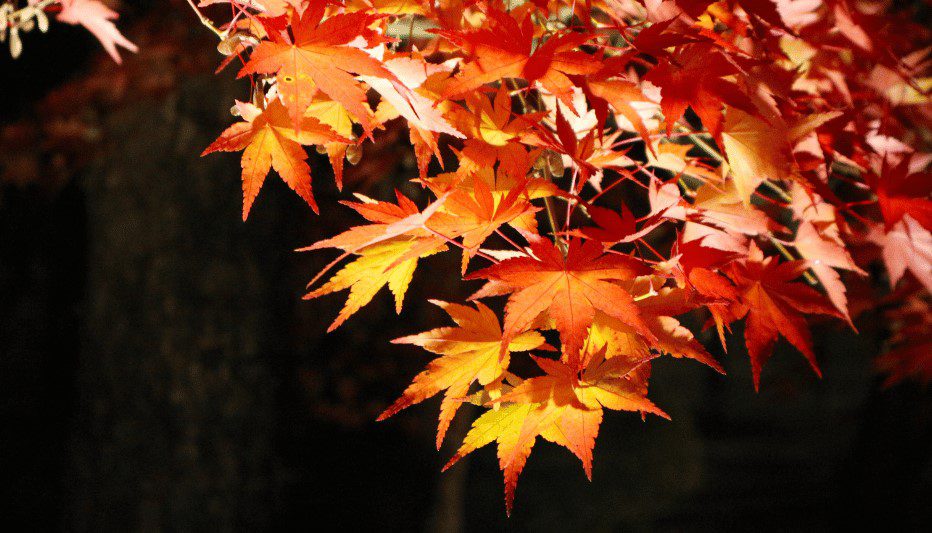 Karuizawa Momiji