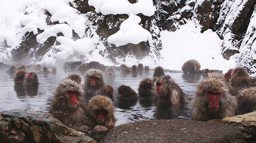 Jigokudani Monkey Park