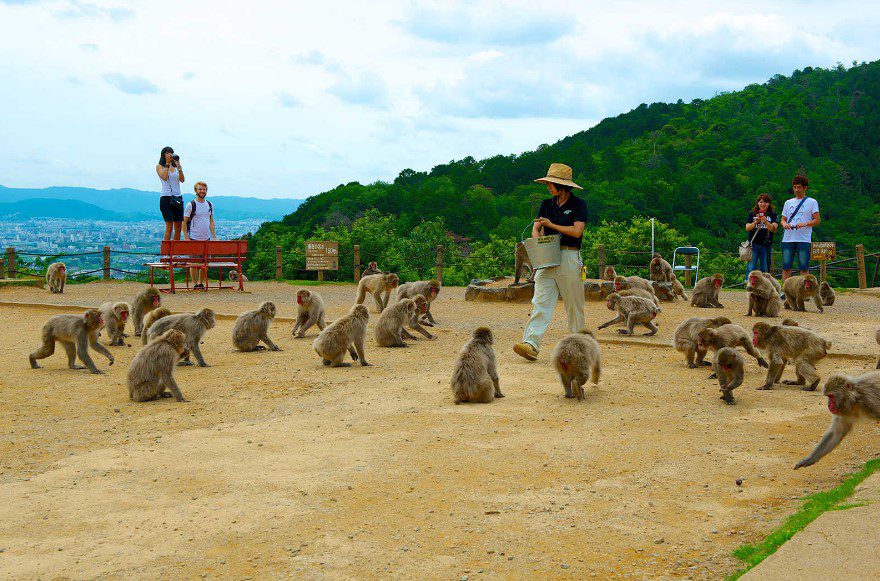 Tempat Terbaik untuk Wisata Satwa Melihat Monyet di Jepang