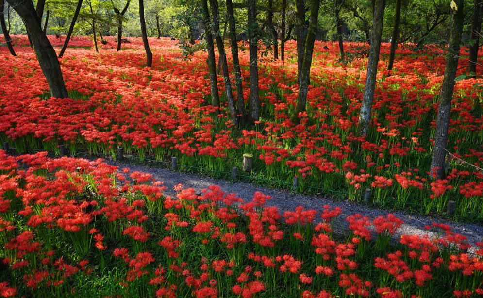 Kinchakuda Manjushage Park Jepang, Lautan Bunga Merah di Musim Gugur, Foto cdn.gaijinpot.com