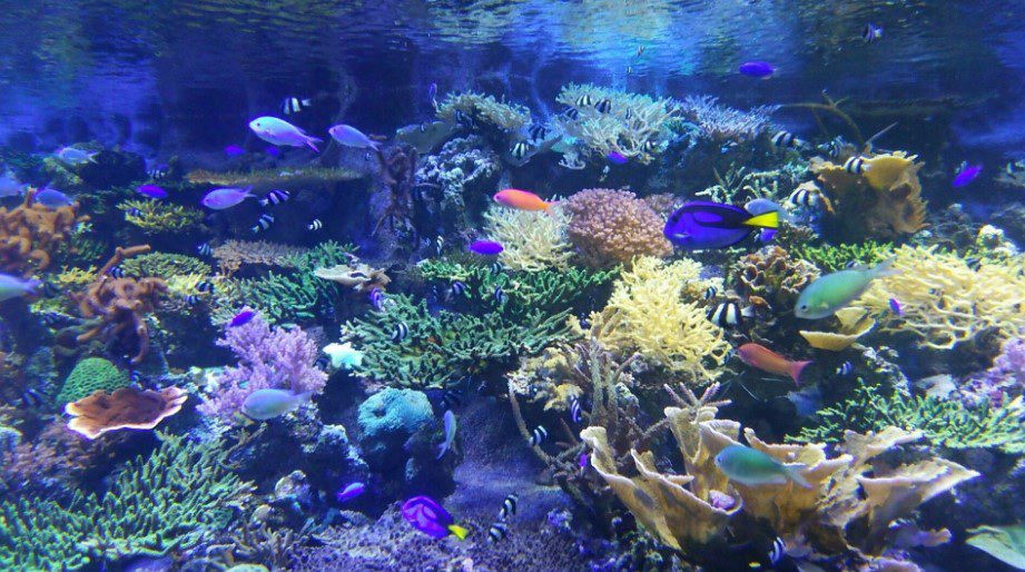 Akuarium Pelabuhan Nagoya, Foto Tripadvisor